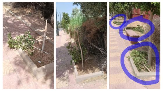 صعيب الاصلاح مع هاد العقليات ديال التخريب…  مجلس جماعة بني ملال تقادا صبرو وخرج ببلاغ استنكاري بسبب تخريب وتكسير أشجار حديثة الغرس بشوارع المدينة