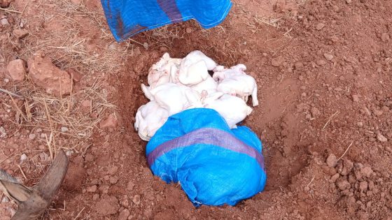 برافو عليهم وحظيو روسكم… الجدارمية بواويزغت حجزو ازيد من 60 كيلوغراما من لحم الدجاج الفاسد في طريقها لبطون المستهلك بسوق بين الويدان