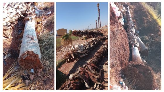 استياء عارم بعد اجتثات أشجار النخيل بسوق السبت ومطالب بتوضيحات من المجلس الجماعي