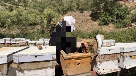 مربو النحل يتعرضون لسرقة أزيد من 400 خلية نحل بنواحي زاوية الشيخ ويطالبون باعتقال المشتبه فيهم