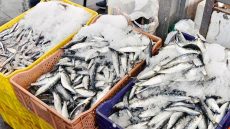 أين لجن المراقبة ؟!… غلاء السردين في رمضان: من “سمك الفقراء” إلى أسعار ملتهبة تتراوح بين 30 و35 ببني ملال