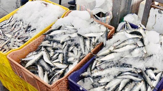 أين لجن المراقبة ؟!… غلاء السردين في رمضان: من “سمك الفقراء” إلى أسعار ملتهبة تتراوح بين 30 و35 ببني ملال