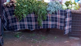 شكون يحمي المواطن من هاد الغلا : الخس من 2 دراهم ولى ب5 دراهم والبنان 16 درهم… ارتفاع غير مبرر في الأسعار بسويقة الغديرة الحمراء ببني ملال يثير تذمر المواطنين