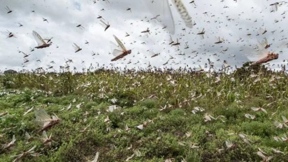 الفلاحة خايفين على منتوجاتهم… أسراب الجراد تهدد المحاصيل بعدد من المدن المغربية والسلطات تواجهها بدرجة من اليقظة