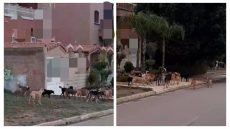 تقادا صبرهم وبعد تعرض مواطن لهجوم… سكان بحي رياض السلام يوجهون شكاية للسلطات ببني ملال ويطالبون بجمع عشرات الكلاب الضالة المهددة لأطفالهم ولكبار السن