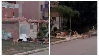 السلطات تستجيب لشكايات المواطنين وتشن حملة واسعة لمعالجة ظاهرة الكلاب الضالة بأحياء وشوارع بني ملال
