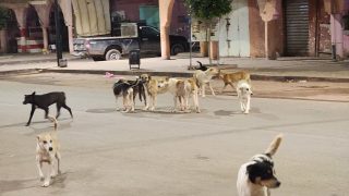 انتشار مقلق للكلاب الضالة بمركز آيت اعتاب يثير مخاوف الساكنة ويسائل الجهات المختصة