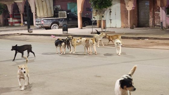انتشار مقلق للكلاب الضالة بمركز آيت اعتاب يثير مخاوف الساكنة ويسائل الجهات المختصة