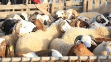 عاجل وهادشي لي بغا المواطن وبتعليمات من والي الجهة… السلطات المحلية بأولاد مبارك تشدد المراقبة بسوق الغنم وتضيق الخناق على “الشناقة” وتنظم عملية البيع والشراء والمواطنون يستحسنون