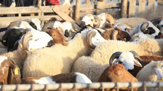 عاجل وهادشي لي بغا المواطن وبتعليمات من والي الجهة… السلطات المحلية بأولاد مبارك تشدد المراقبة بسوق الغنم وتضيق الخناق على “الشناقة” وتنظم عملية البيع والشراء والمواطنون يستحسنون