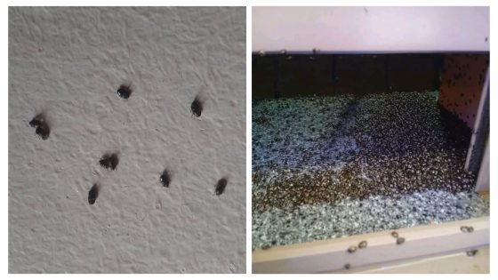 الناس ما فهمو والو!… حشرات غريبة تغزو بشكل هائل أحياء وشوارع قصبة تادلة وبني ملال وسط مطالب بتدخل عاجل للسلطات 