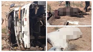 عاجل وياربي السلامة … كاميو هاز الخيل ديال التبوريدة تقلب وماتو 4 ديال الخيل بينهم فرس مشهور فالمغرب و حزن كبير بين الخيالة والمواطنين