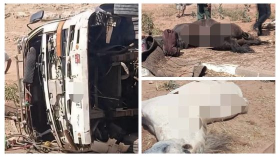 عاجل وياربي السلامة … كاميو هاز الخيل ديال التبوريدة تقلب وماتو 4 ديال الخيل بينهم فرس مشهور فالمغرب و حزن كبير بين الخيالة والمواطنين