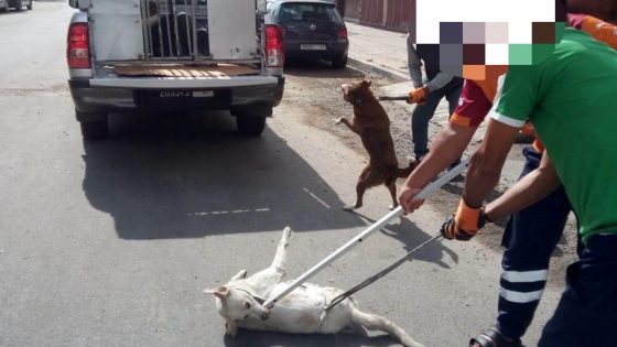 مطالب بتدخل عاجل لمواجهة انتشار الكلاب الضالة بسوق السبت وحماية سلامة المواطنين