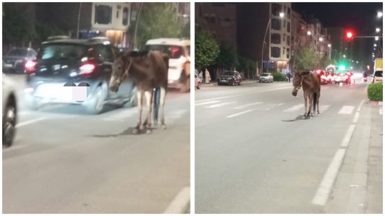واشفو هد الشوهة وبعد الكلاب الضالة… بغال مريضة تجوب شوارع بني ملال وتهدد صحة المواطنين وسلامة مستعملي الطريق
